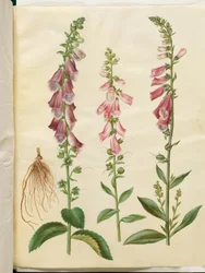 Digitalis purpurea (digitale pourpre)