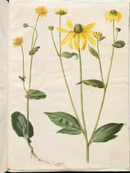 Doronicum pardalianches (doronic à feuilles cordées); Rudbeckia laciniata (rudbeckie laciniée)