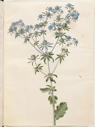 Eryngium planum (panicaut des jardins)