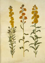 Erysimum cheiri (giroflée)