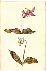 Erythronium dens-canis (véritable dent de chien)