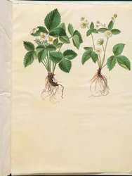 Fragaria vesca