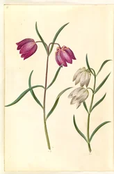 Fritillaria meleagris (fritillaire pintade)