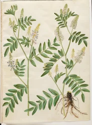 Galega officinalis (rue des chèvres)