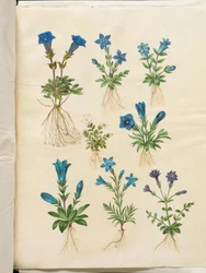 Gentiana acaulis (gentiane acaule); Gentiana verna (gentiane printanière); Gentiana acaulis (gentiane acaule); Gentiana (espèce de gentiane)
