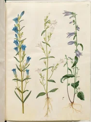 Gentiana pneumonanthe; Campanula patula; Campanula rapunculoides