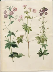 Geranium phaeum (géranium brun); Geranium versicolor (géranium panaché)