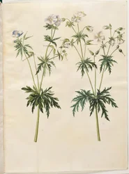 Geranium pratense (géranium des prés)
