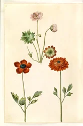 Geranium sanguineum striatum (géranium strié); Ranunculus asiaticus (renoncule des jardins)