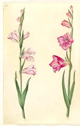 Gladiolus communis (gladiolus commun)