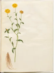 Glebionis segetum (chrysanthème des moissons)