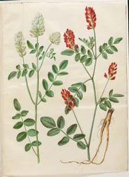 Hedysarum coronarium (sainfoin d