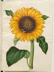Helianthus annuus (tournesol commun)