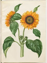 Helianthus annuus (tournesol commun)