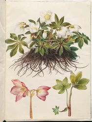 Hellébore noir (rose de Noël)