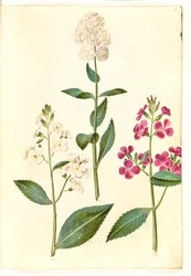 Hesperis matronalis (julienne des dames)