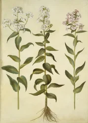 Hesperis matronalis (julienne des dames)