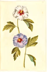 Hibiscus syriacus (rose de Syrie)