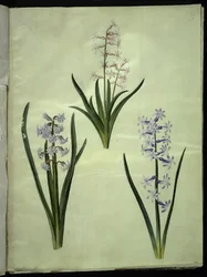 Hyacinthus orientalis (jacinthe commune)