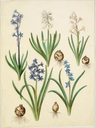 Hyacinthus orientalis (jacinthe commune); Scilla amoena (scille amène)