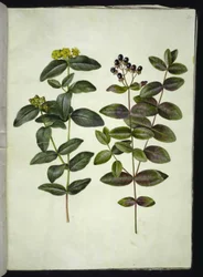Hypericum androsaemum (millepertuis à baies)