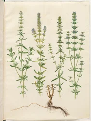 Hyssopus officinalis (véritable hysope)