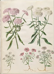 Iberis umbellata (ibéris en ombelle); Iberis amara (ibéris amer)