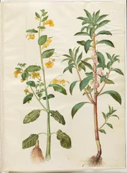 Impatiens noli-tangere (balsamine des bois); Impatiens balsamina (balsamine de jardin)