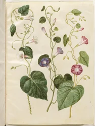 Ipomoea purpurea