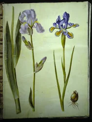 Iris ×germanica (iris de jardin); Iris xiphium (iris d