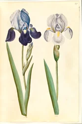 Iris ×germanica ou Iris ×sambucina (?) (iris de jardin ou iris de sureau); Iris ×germanica (iris de jardin)