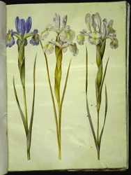 Iris latifolia (iris anglais)