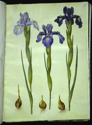 Iris latifolia (iris anglais)