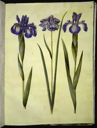 Iris latifolia (iris anglais); Iris sibirica (iris de Sibérie)