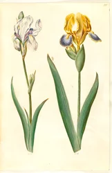 Iris pallida (iris pâle); Iris variegata (iris bigarré)