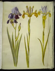 Iris ×sambucina (iris de sureau); Iris latifolia (iris anglais)