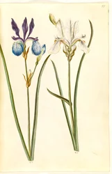 Iris sibirica (iris de Sibérie)