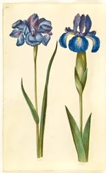 Iris sibirica (iris de Sibérie) ; Iris latifolia (iris anglais)
