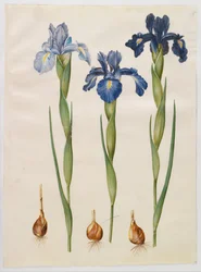 Iris xiphioides