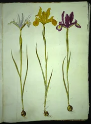 Iris xiphium (iris espagnol)