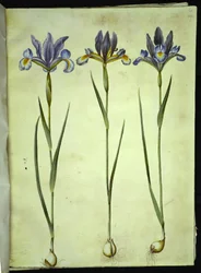 Iris xiphium (iris espagnol)