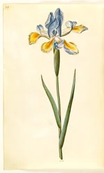 Iris xiphium (iris espagnol)