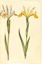 Iris xiphium, peut-être Iris latifolia (iris espagnol ou iris anglais)