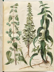 Urtica pilulifera; Urtica urens; Urtica dioica