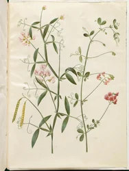 Lathyrus sylvestris (pois vivace); Lathyrus tuberosus (pois tubéreux)