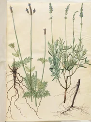 Lavandula multifida (lavande à feuilles divisées) ; Lavandula angustifolia (lavande vraie)