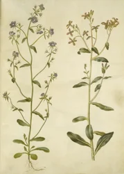 Legousia speculum-veneris (vrai miroir de Vénus); Hesperis tristis (violon de nuit)
