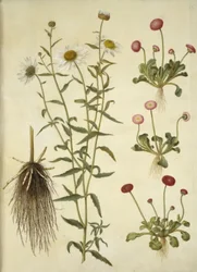 Leucanthemum vulgare (marguerite blanche); Bellis perennis (pâquerette commune)
