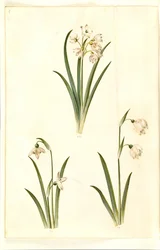 Leucojum aestivum (nivéole d