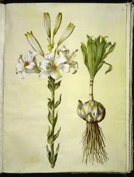 Lys blanc (lys de la Madone)